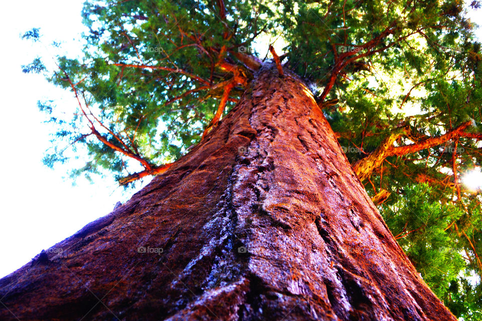 Big Sequoia in the national park.