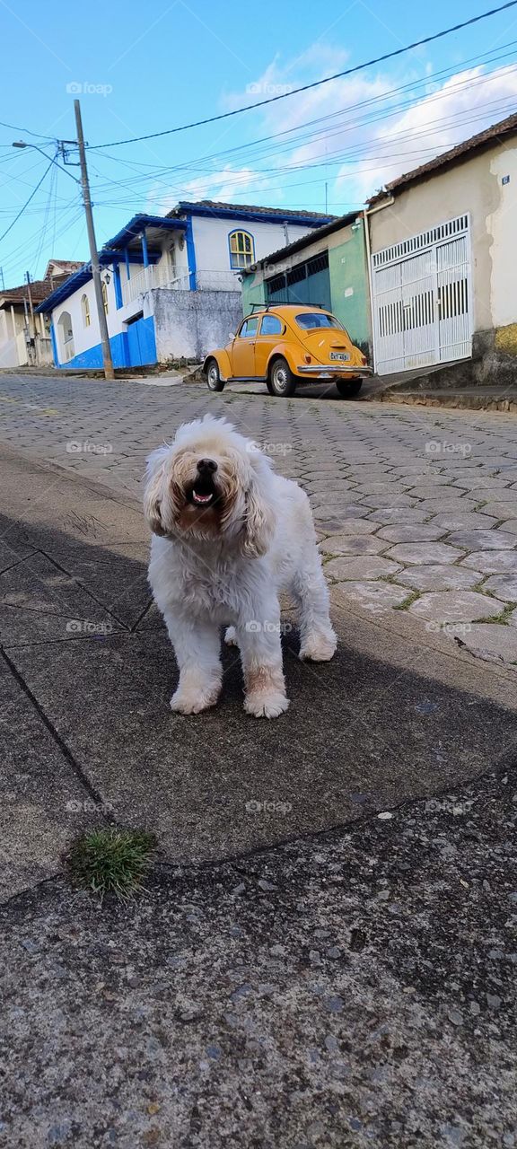 poodle on the street