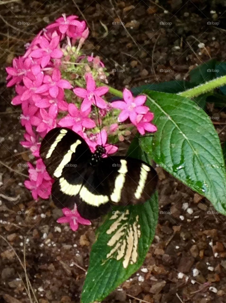 A vibrant Heliconius butterfly rests delicately atop a cluster of small pink flowers, its striking black wings adorned with bold white patterns. The butterfly’s colors stand out beautifully against the soft pink petals and the rich green leaves.
