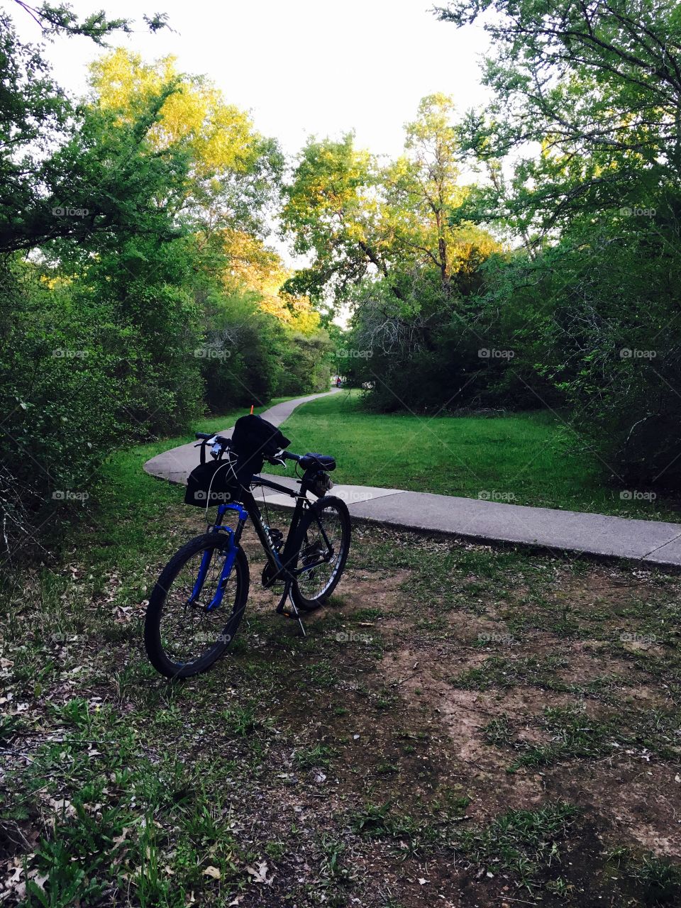 Wheel, Tree, Road, Nature, Park