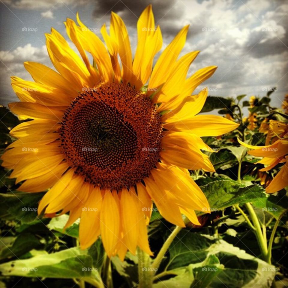 Sunflowers 