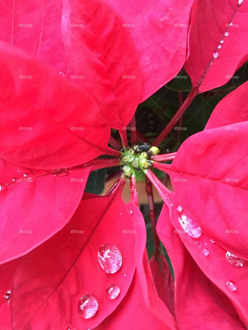 Poinsettia with morning dew
