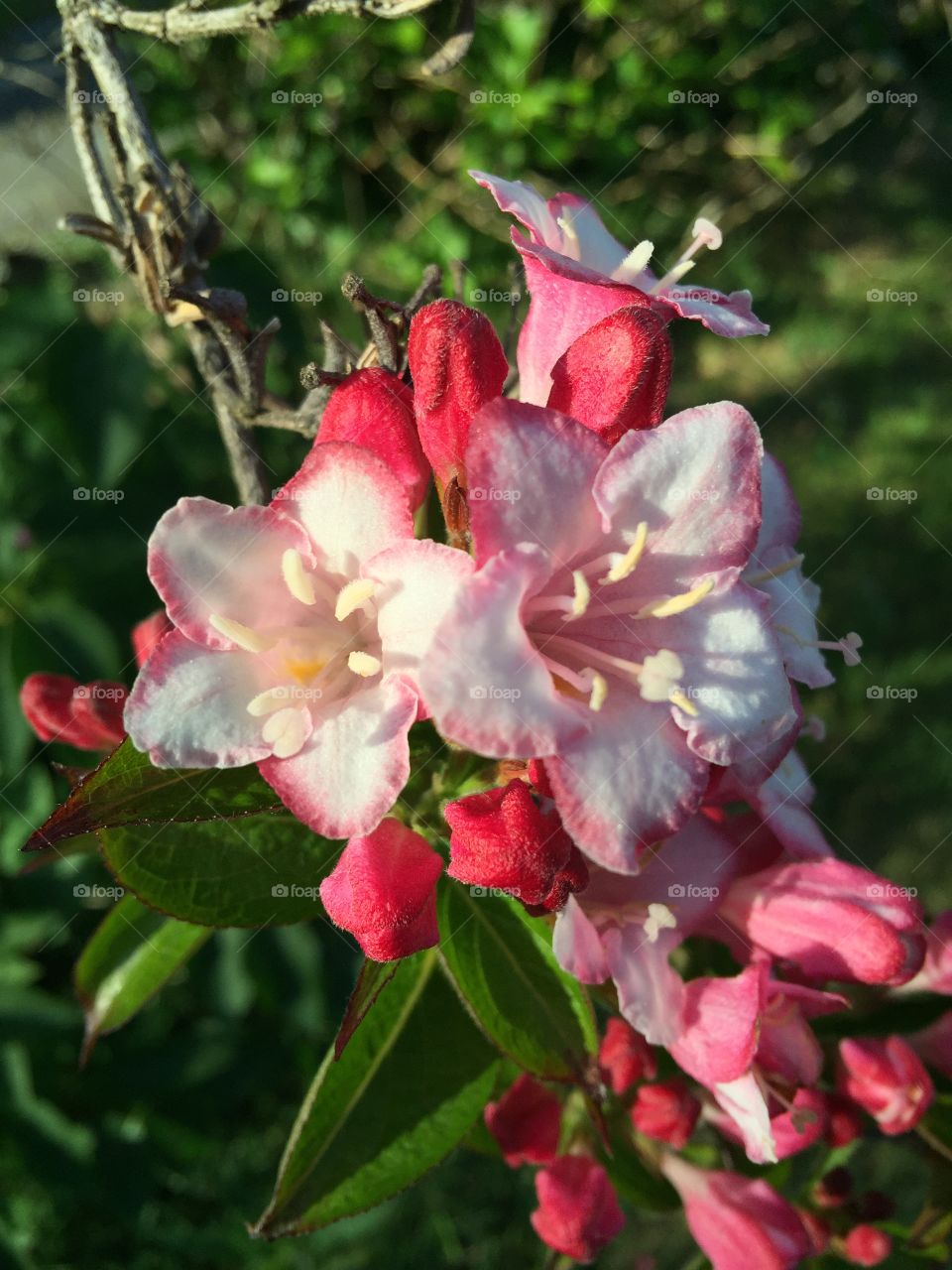 Flowers. Pink/white flowers on a tree 