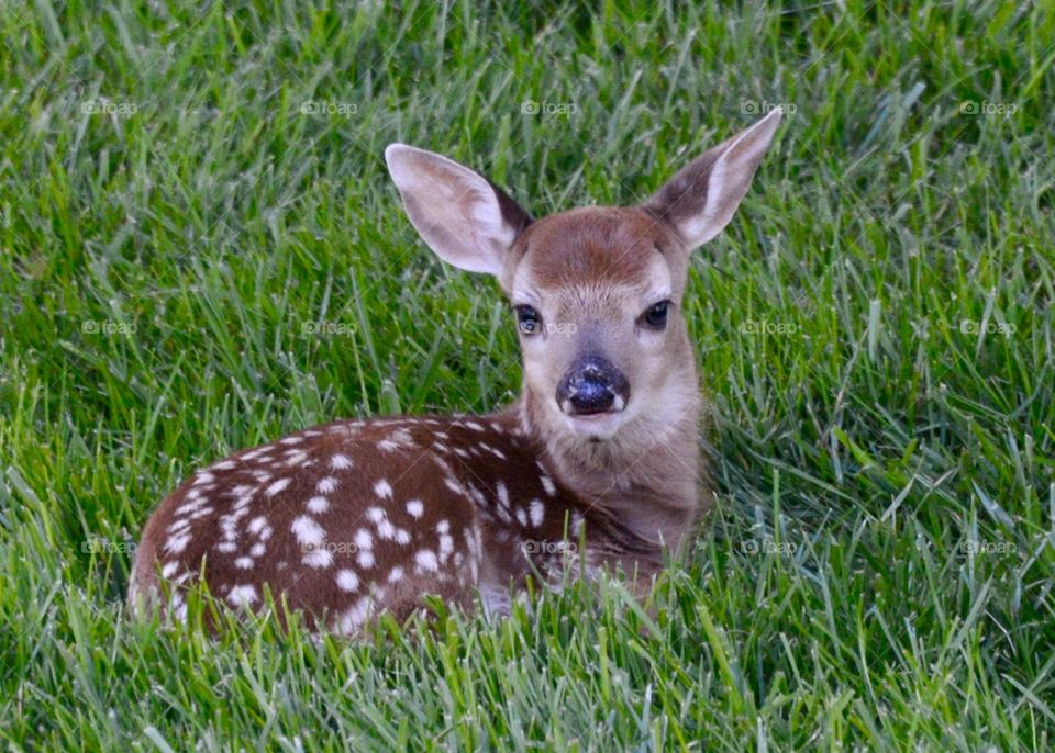 Curious baby deer