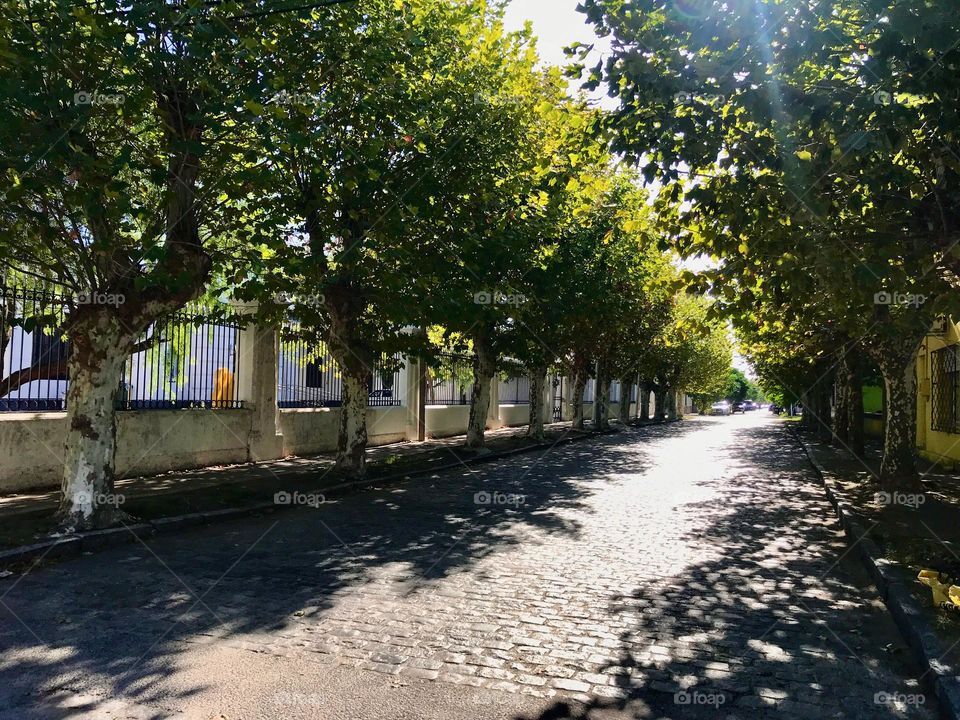 paved street shaded by trees