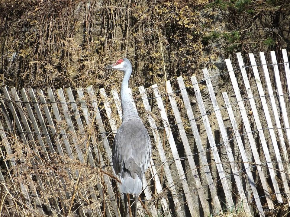 Sandhill crane