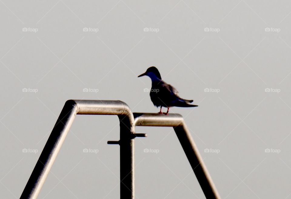 Bird, Wildlife, No Person, Side View, Animal