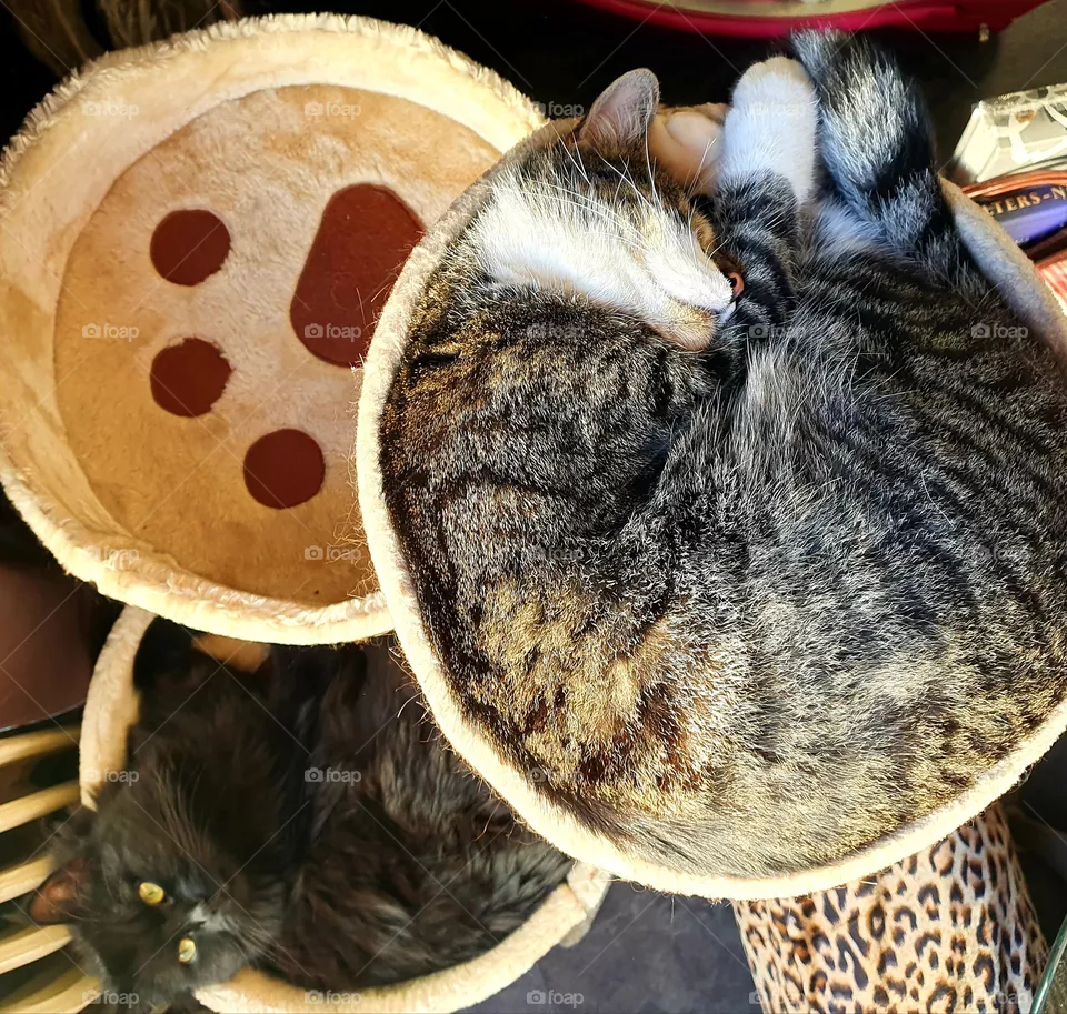 Nice afternoon rest for the cats