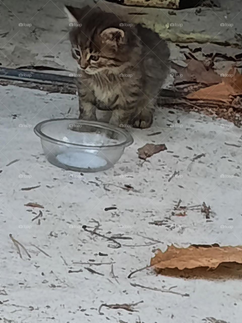 wild kitten raised in a shed