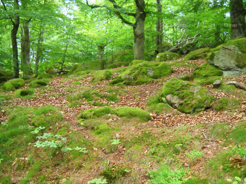 Skog Ronneby