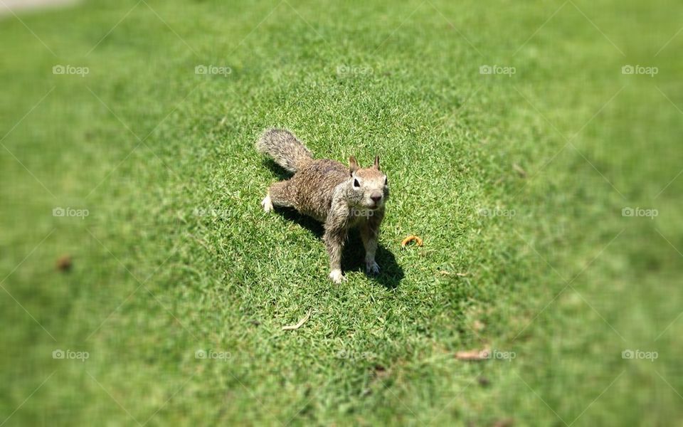 Squirrel coming at you