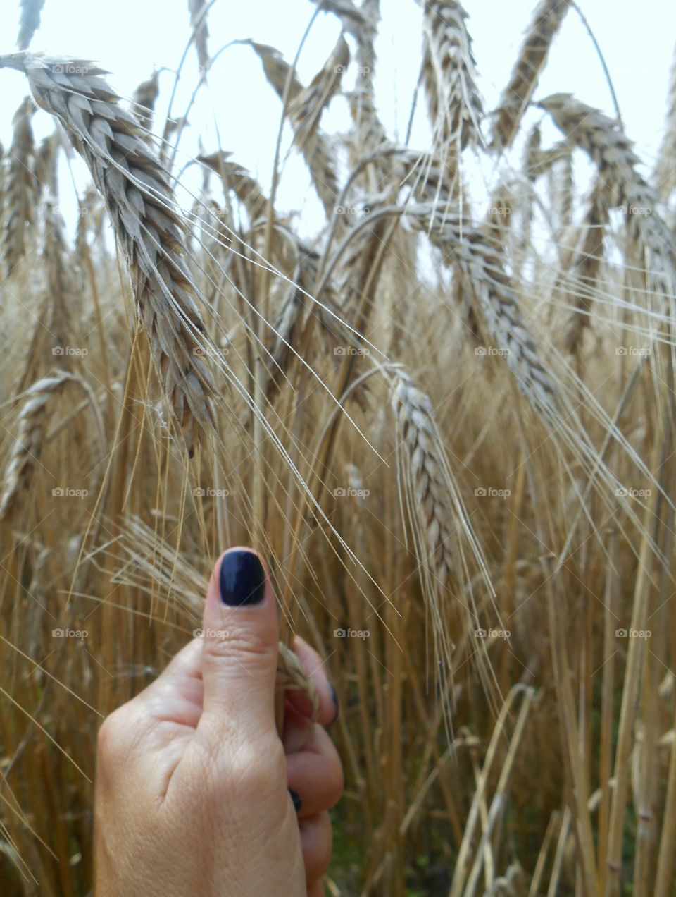 Wheat, Cereal, Pasture, Bread, Crop