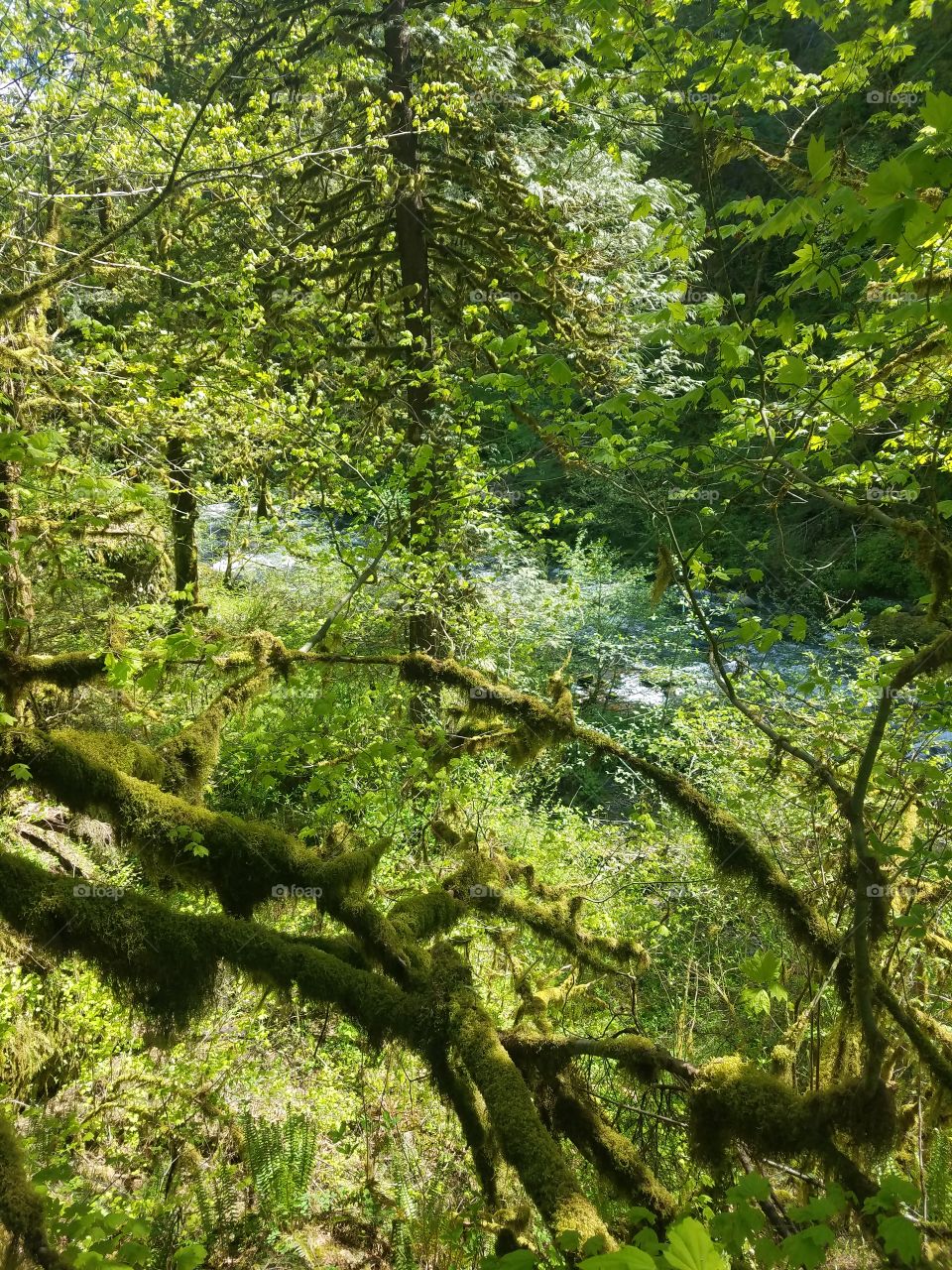 Wood, Nature, Tree, Landscape, Leaf