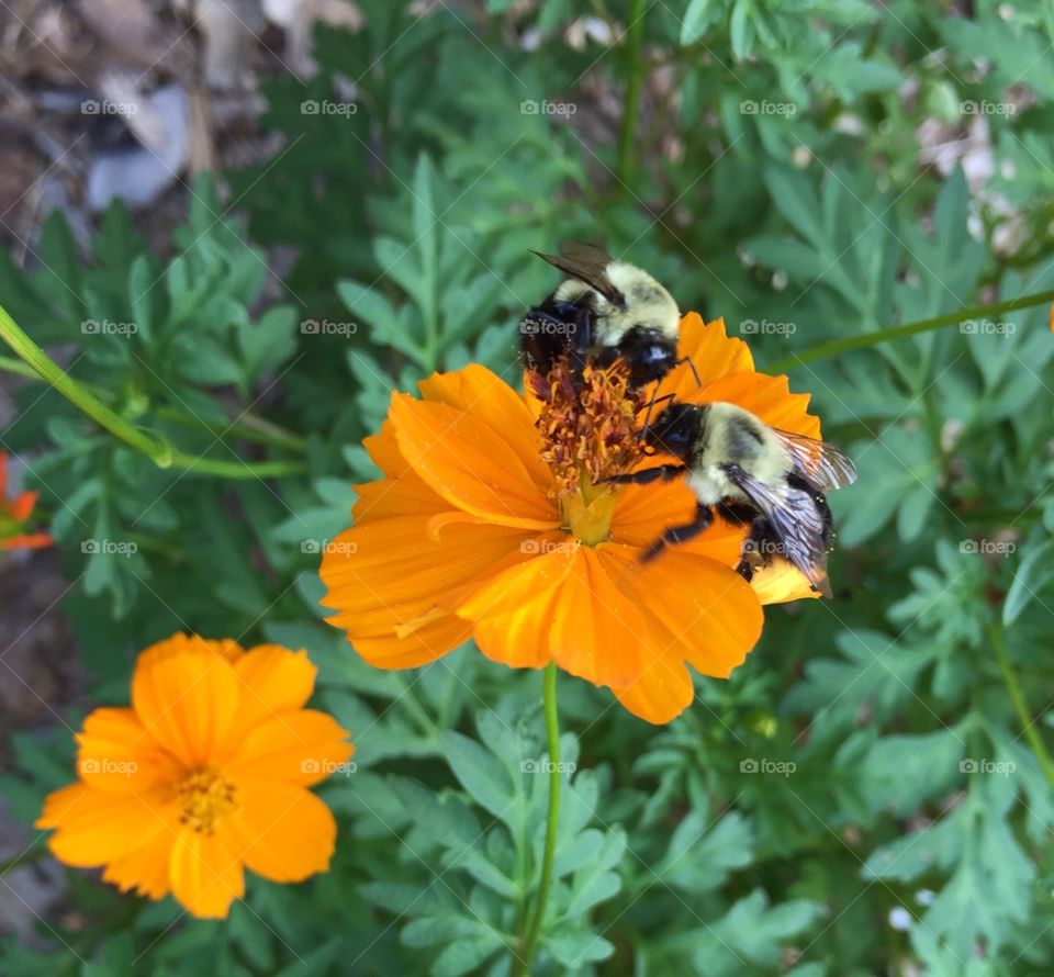 Yellow flowers with two bees