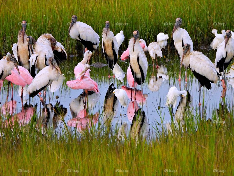 Seeing double - This is the feeding grounds for several species of large wading birds such as the roseate spoonbills, wood storks, great blue herons, a variety of other herons, and a wide variety of egrets