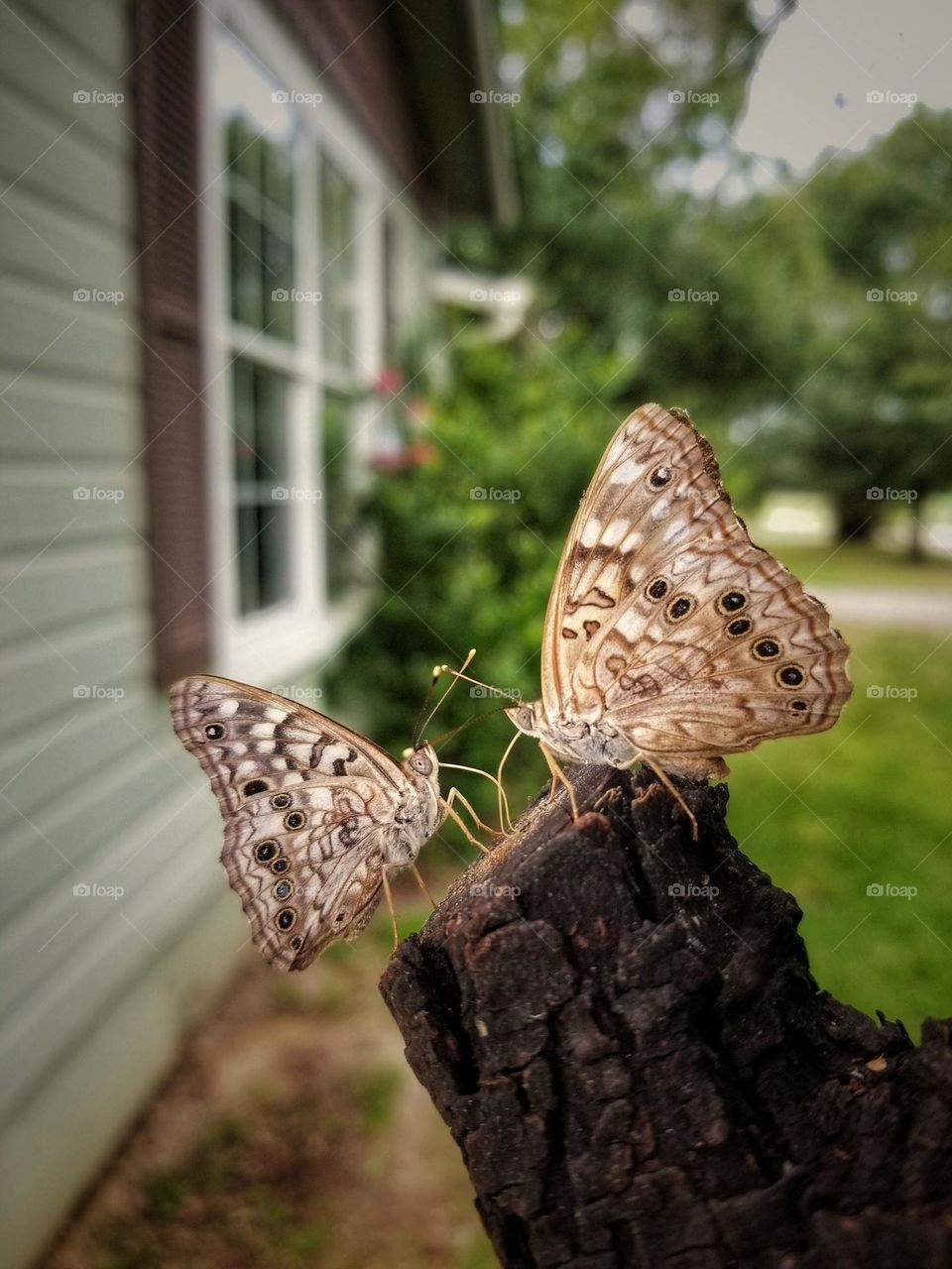 Butterflies Drinking Sap From a Tree