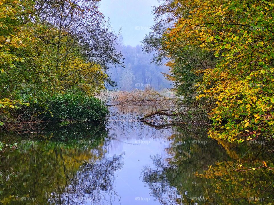 The forest on a misty sunday in november by the water double their reflections in the water