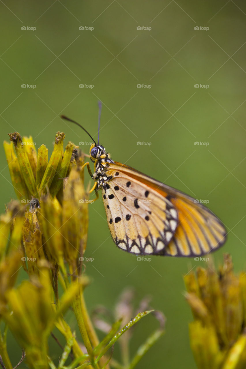 Butterfly sitting on plant to get some food