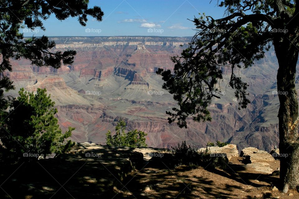 View of Grand Canyon framed by trees Arizona 