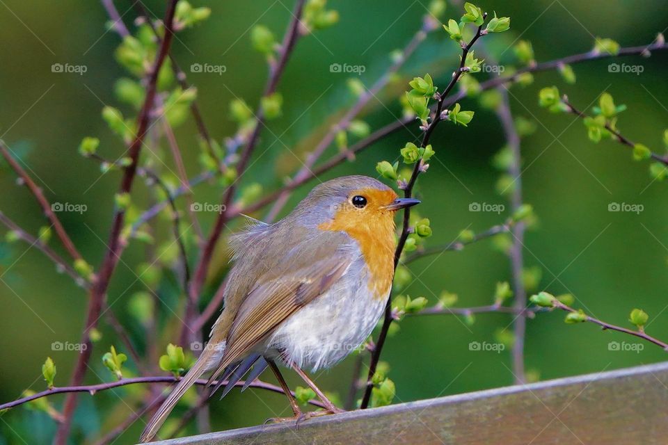 Robin and the first tender green