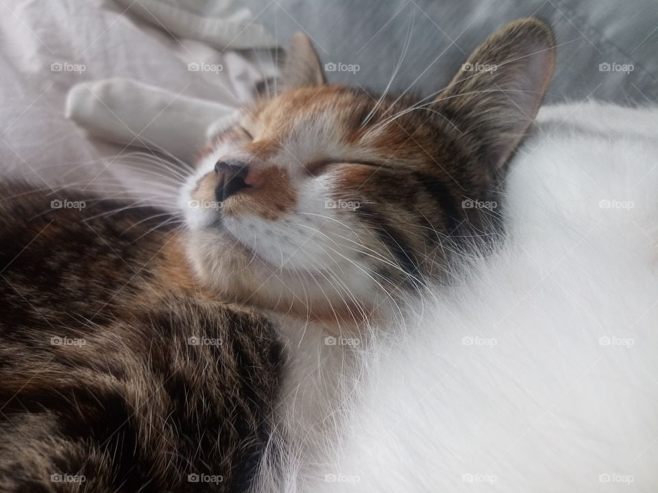 a domesticated kitten taking a nap on a bed