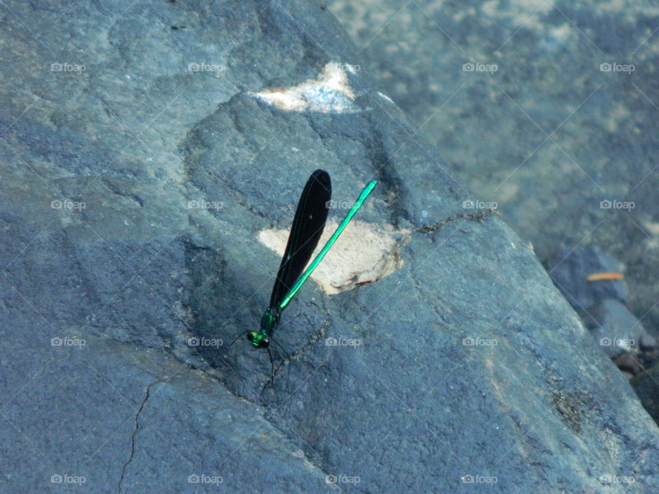 green dragonfly