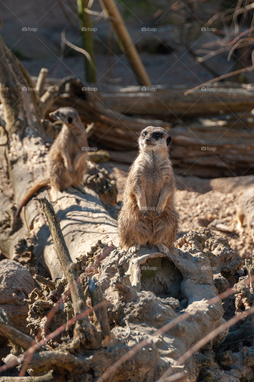 Meerkat.