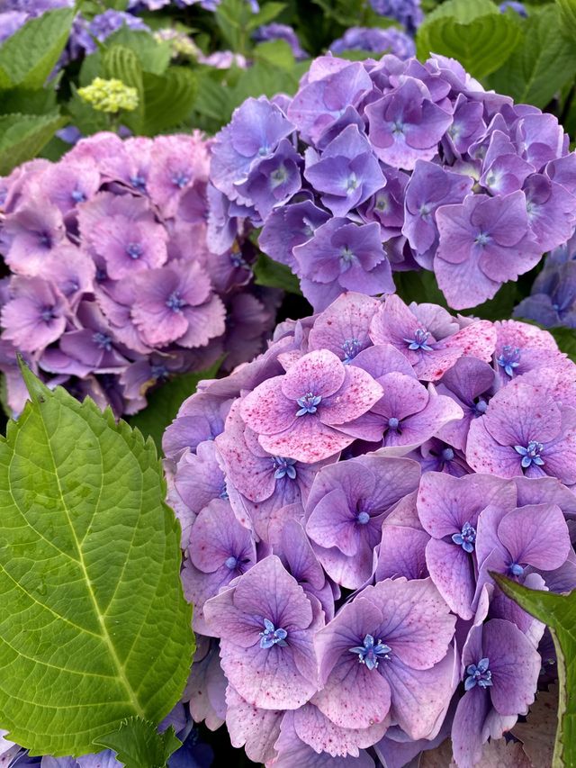 Garden flower 