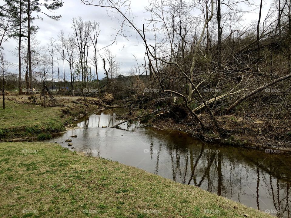 Major tornado through forest