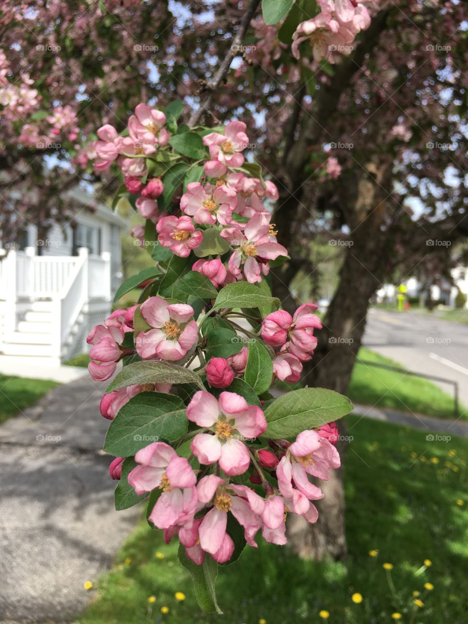 Blossoms in CT in early May