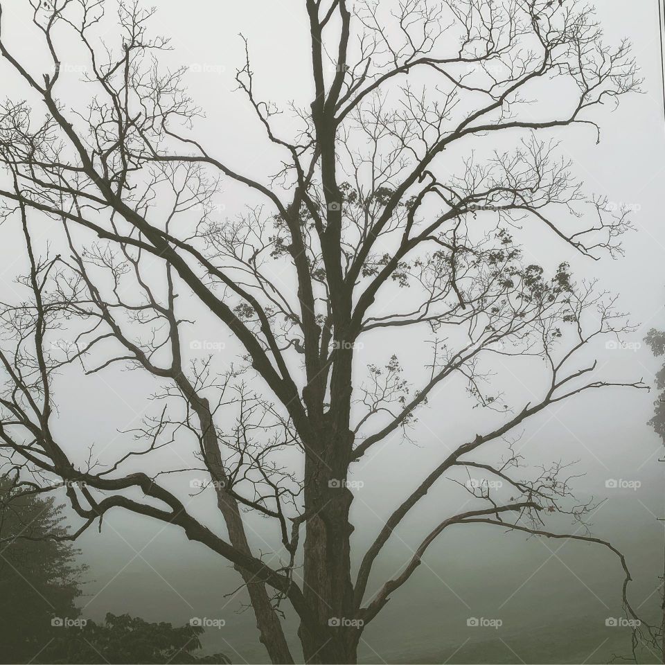 Ominous tree