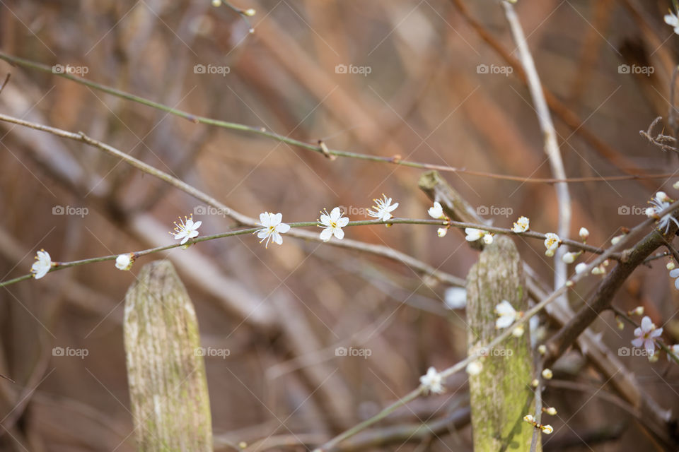 Spring flowers in London