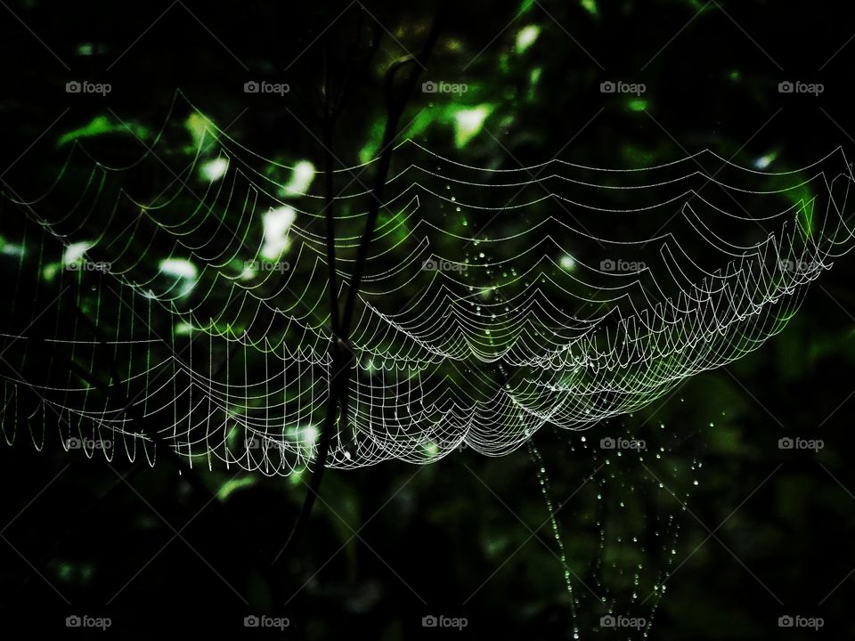 The spectacular cobweb