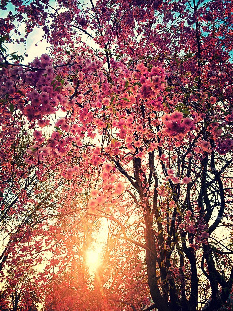 Sunny Spring Flowers . Photo of my favorite tree which blooms early spring.