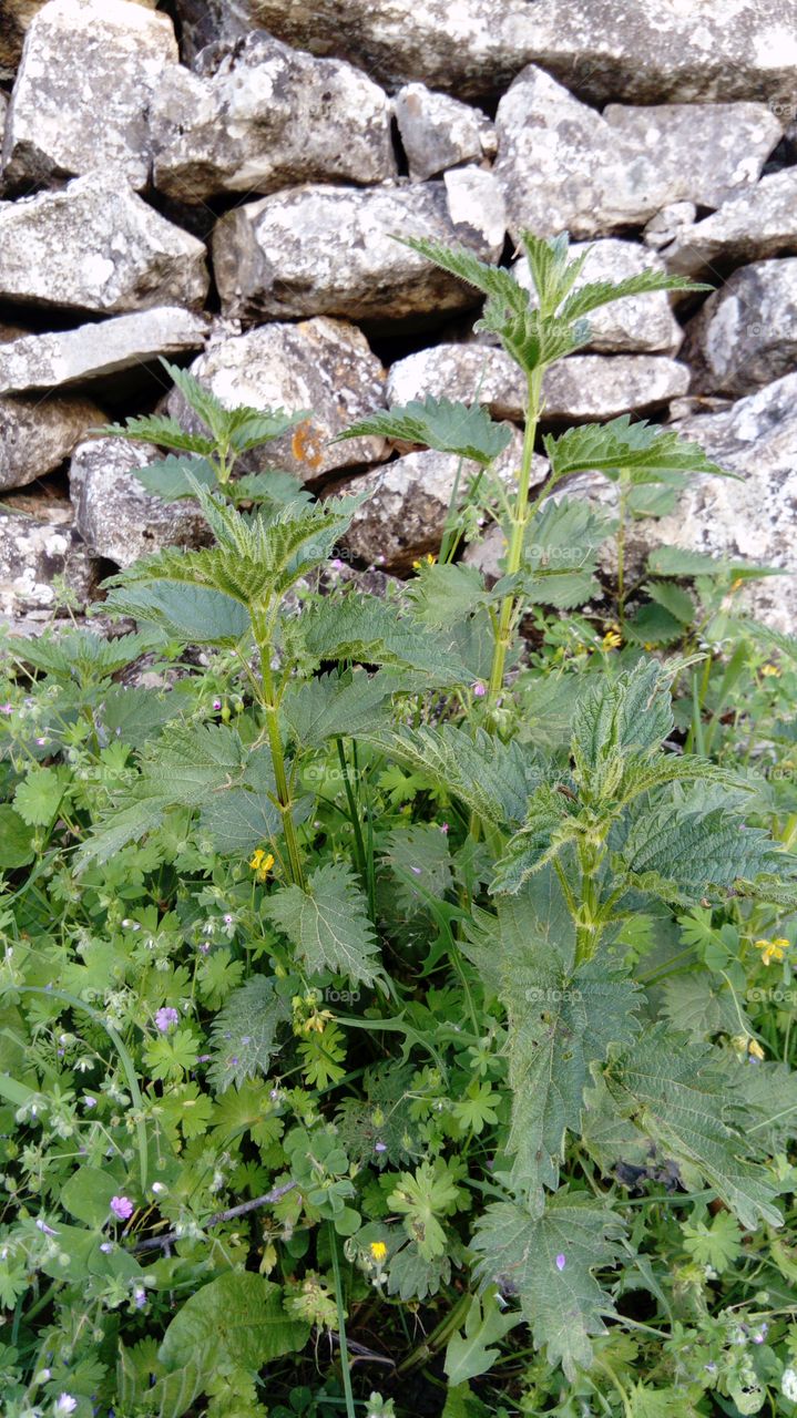 nettle