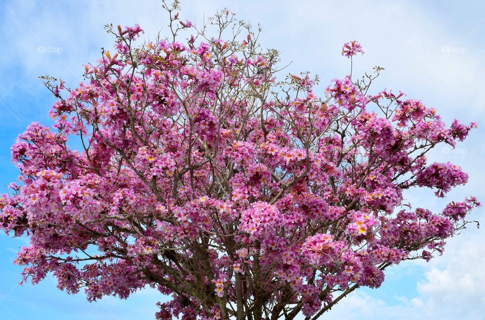 Low angle view of cherry blossom