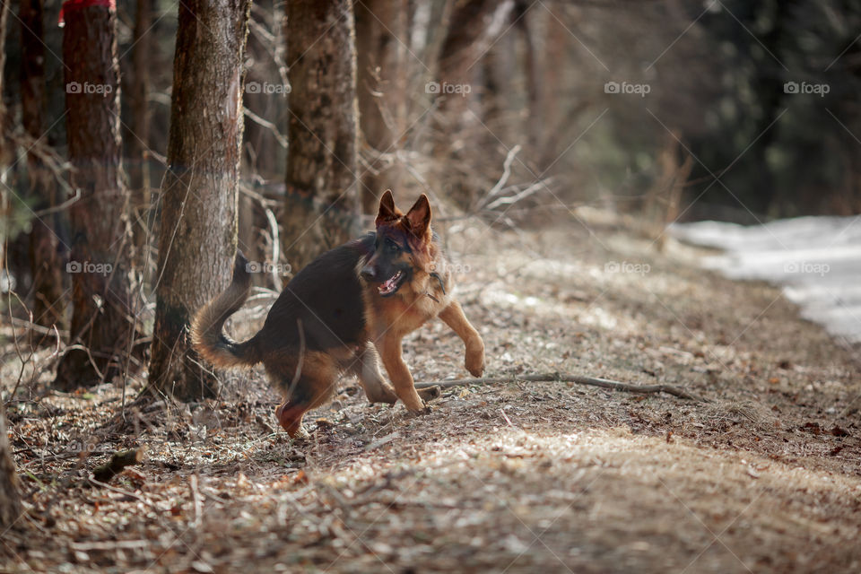 German shepherd 7-th months old puppy in a spring forest at sunny day