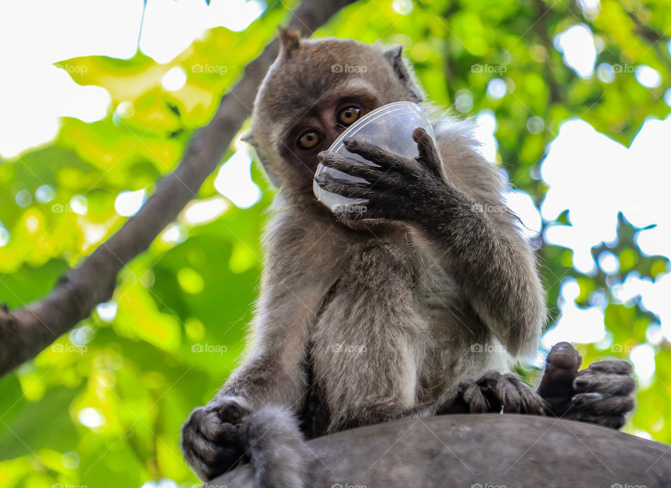 Monkey with a cup