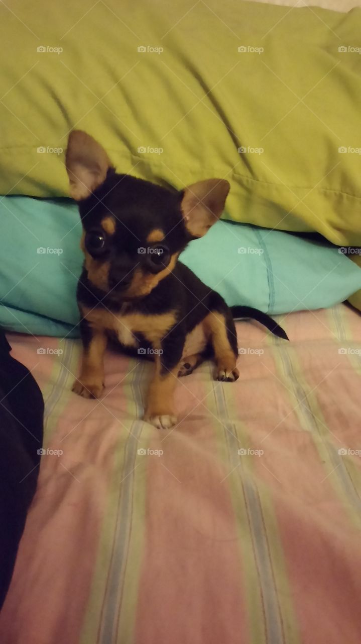 pickle the Chihuahua puppy