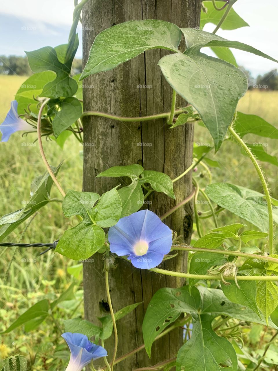 Flowering plant vine wrapped around a farm fence post