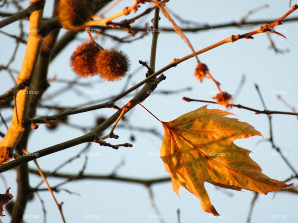 autumn leaves