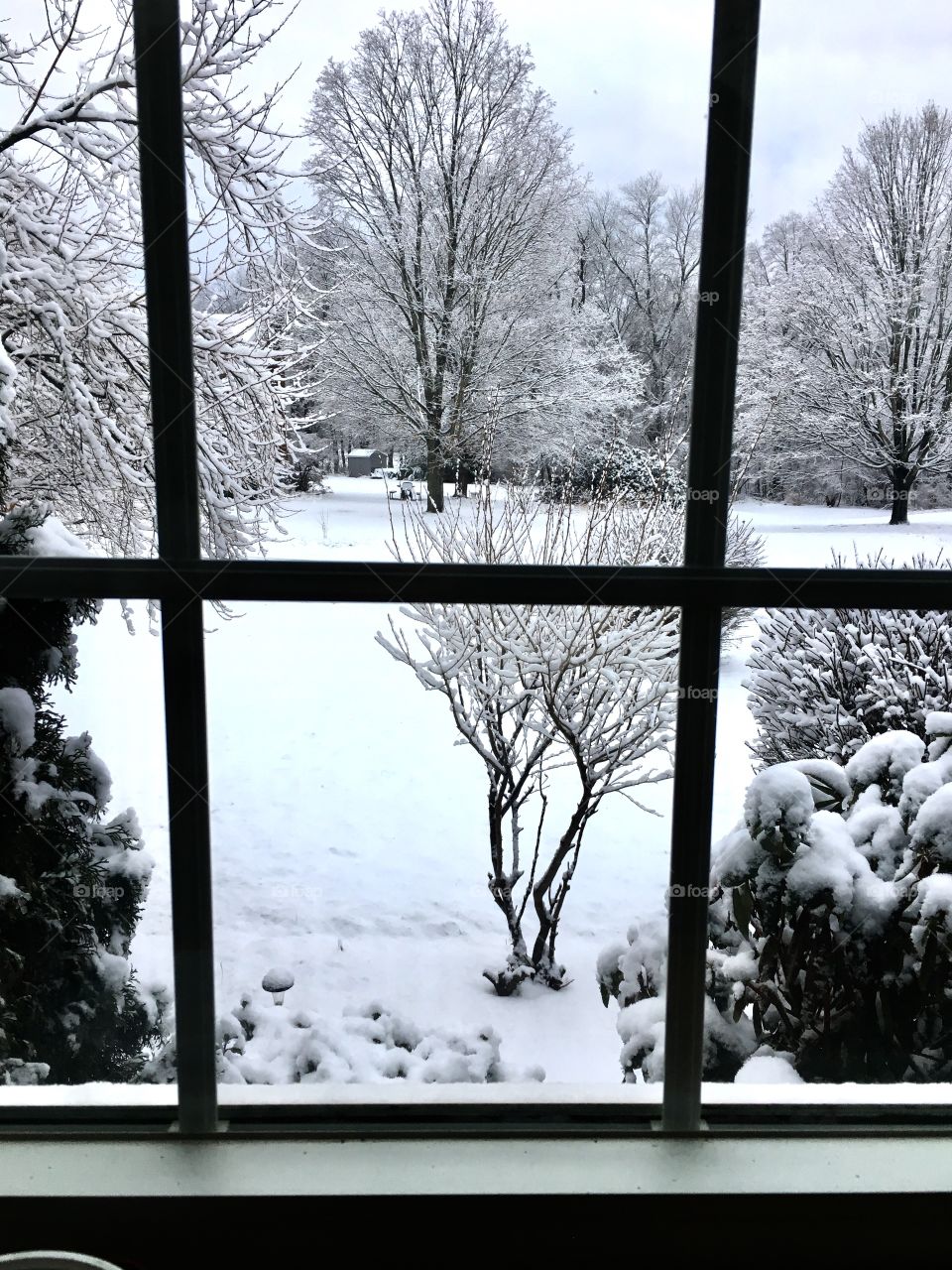 Snow outside my window. 