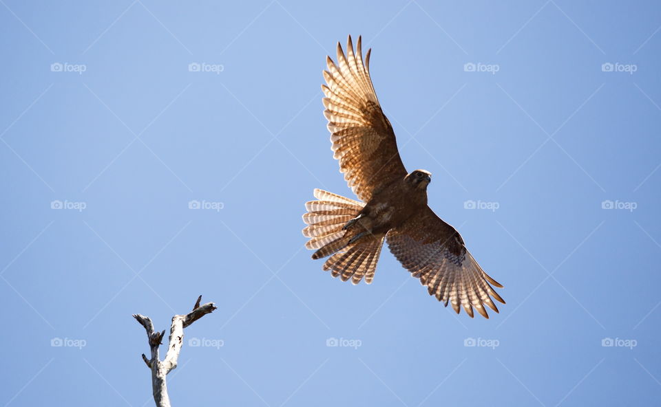 Falcon in flight