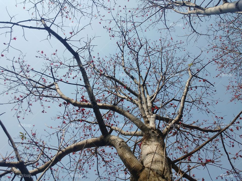 branches...bearing flower..springtime.