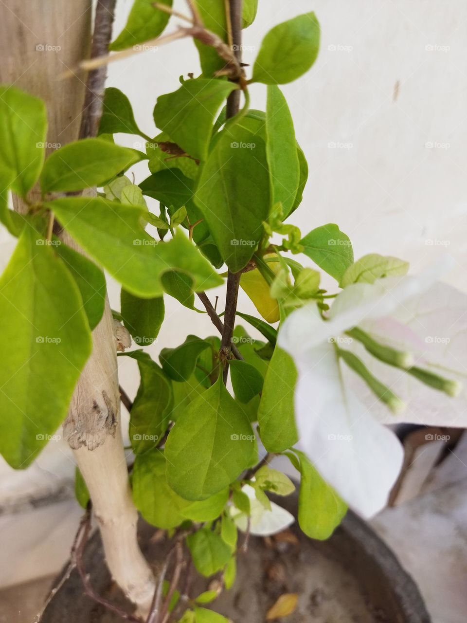 bougainvillea plant having white beautiful flower