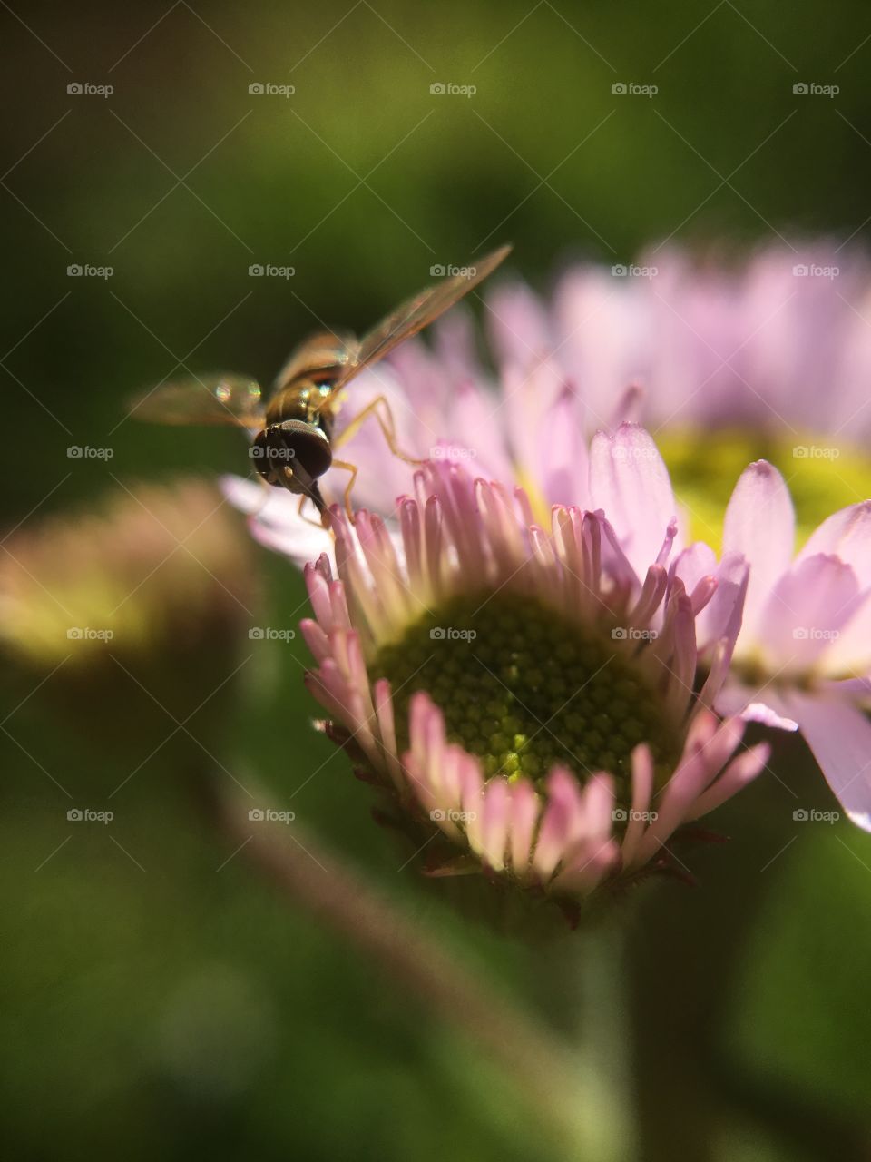 Fly in evening sunlight