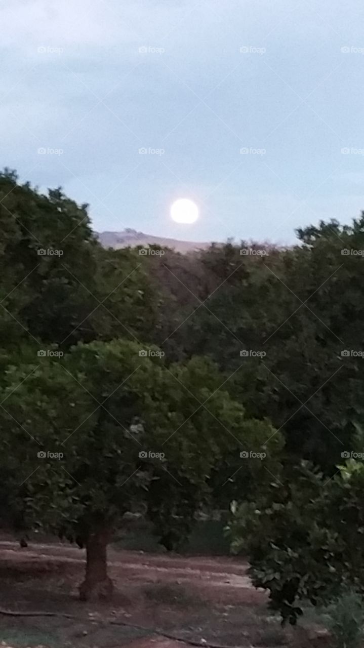 moon. the moon tonight