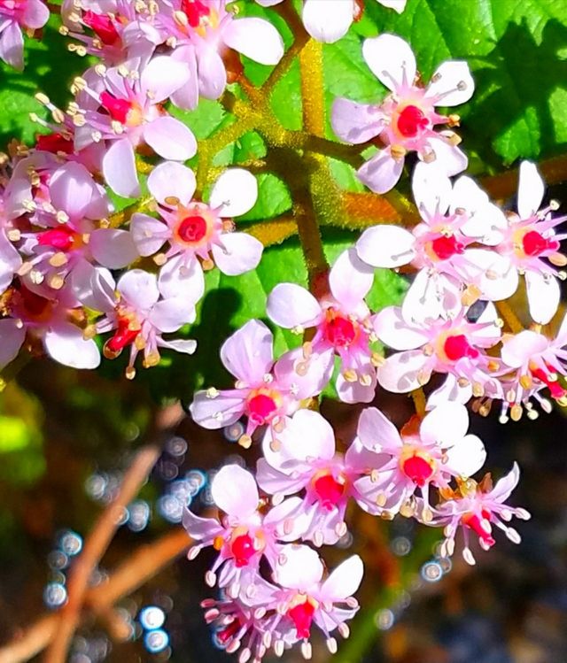 Nature's wonder