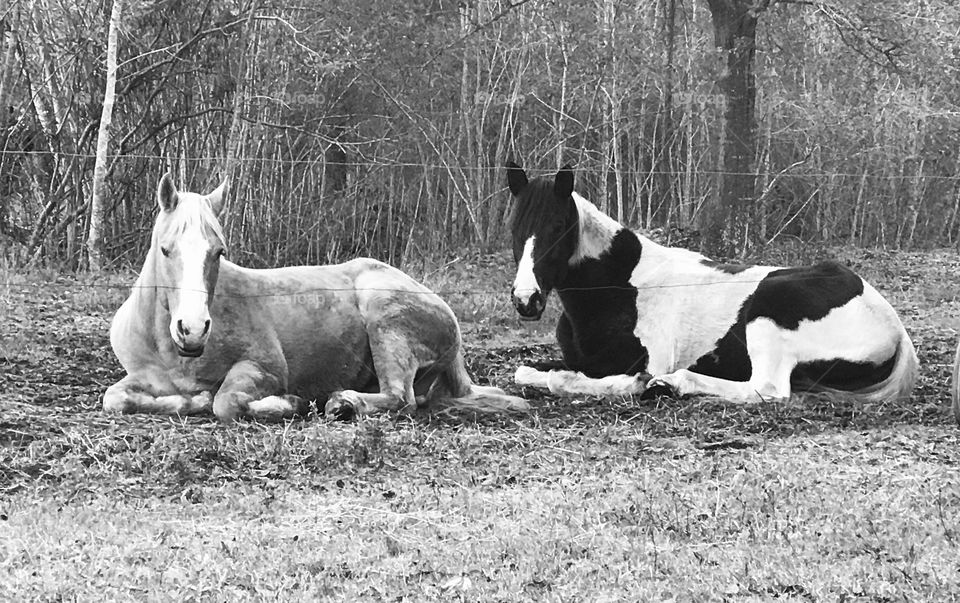 Two horses, Bella and Wrangler, resting and enjoying their day in the woods of South Georgia. 