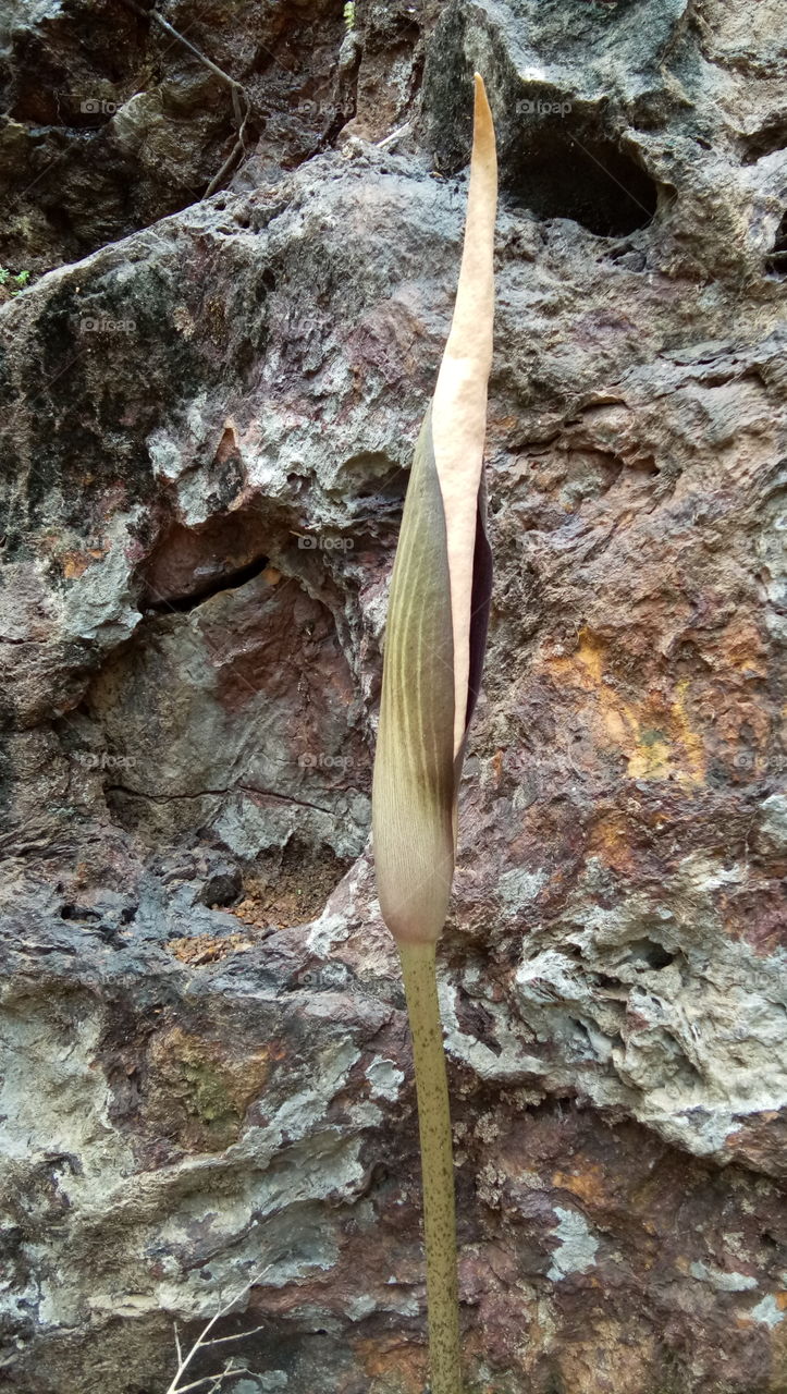 contrast... rock and flower....
